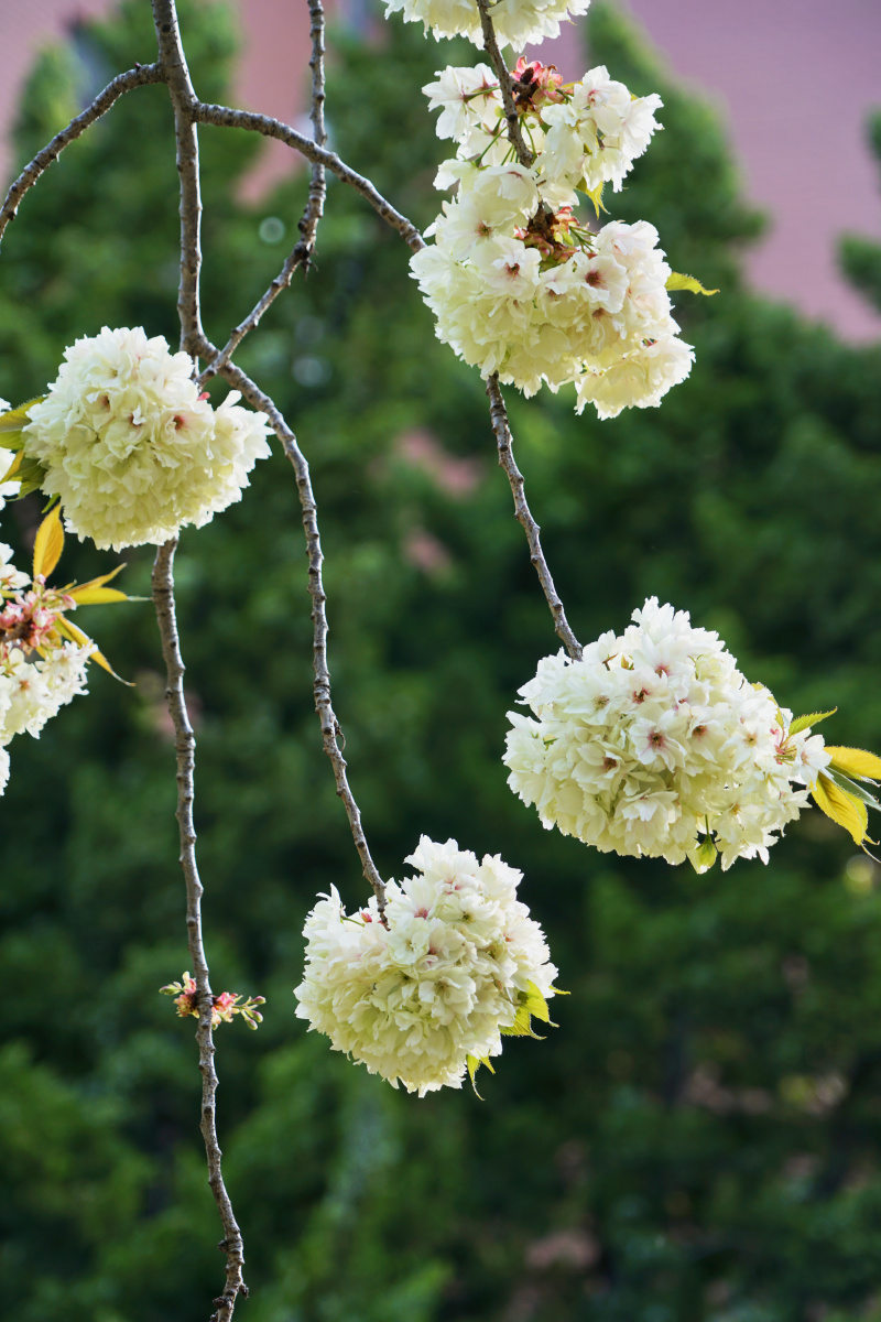珍贵的重瓣樱花品种御衣黄