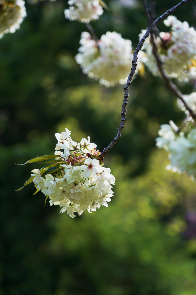 珍贵的重瓣樱花品种御衣黄