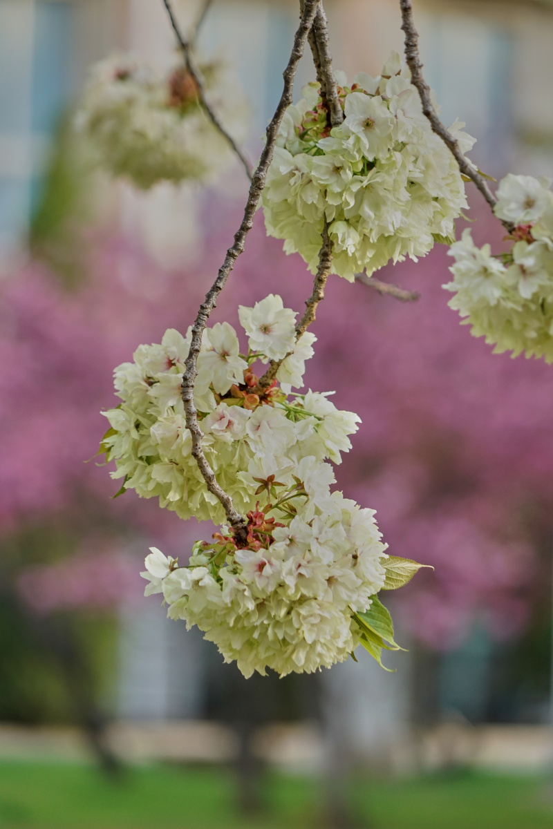 珍贵的重瓣樱花品种御衣黄