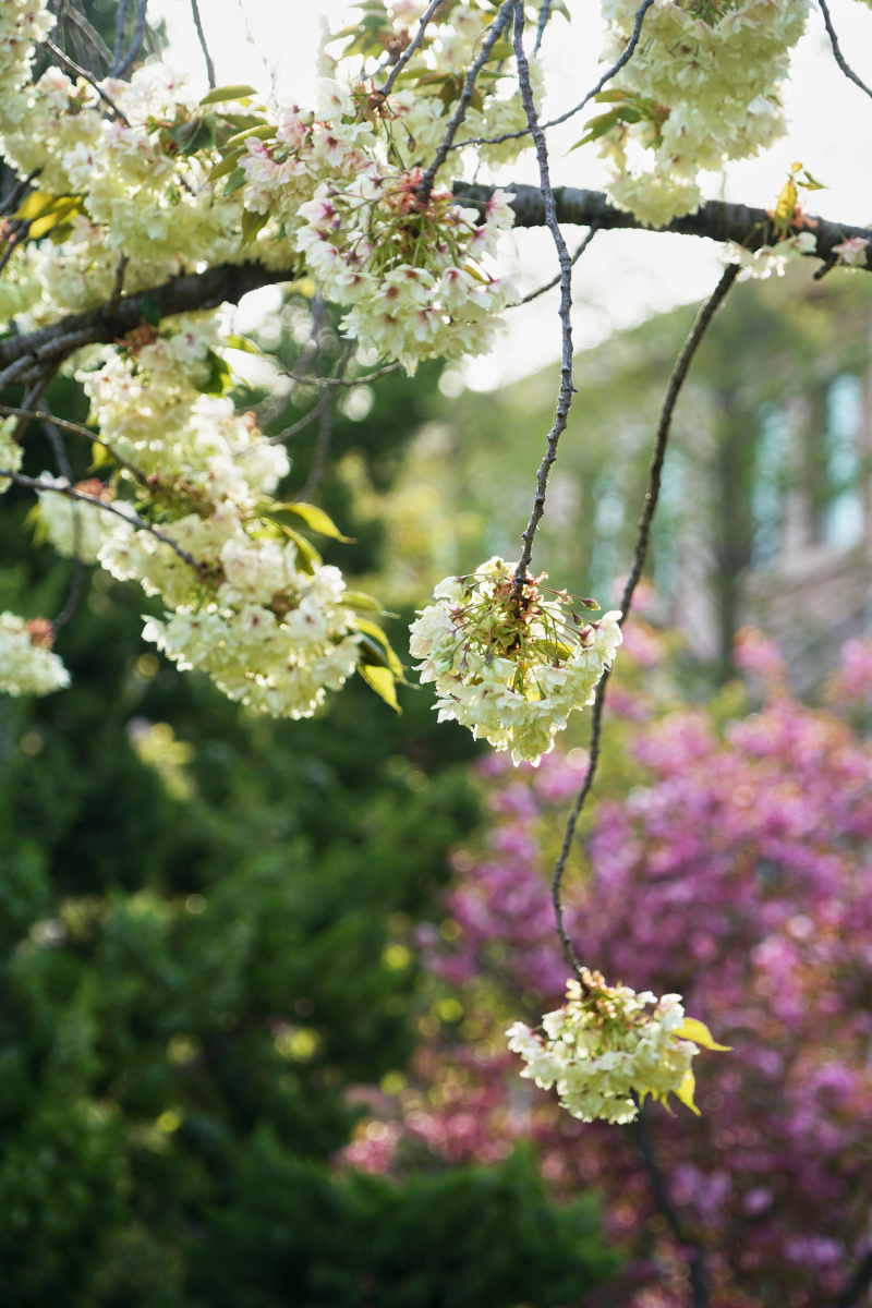 珍贵的重瓣樱花品种御衣黄