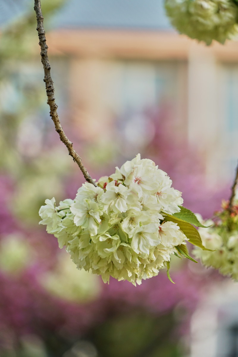珍贵的重瓣樱花品种御衣黄