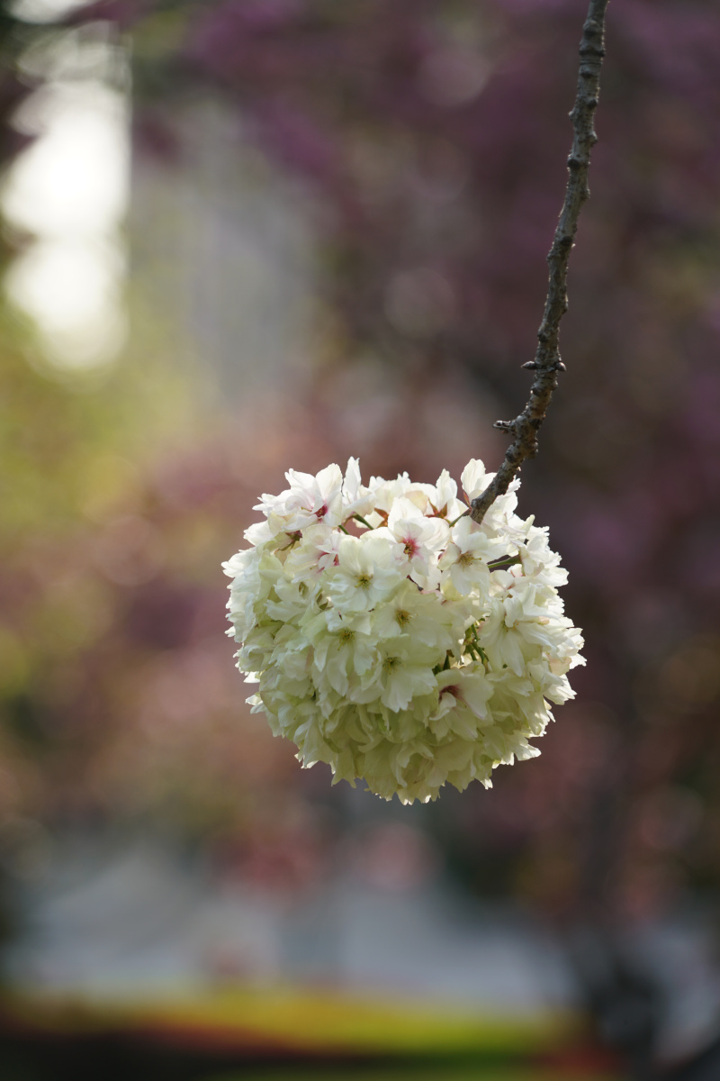 珍贵的重瓣樱花品种御衣黄
