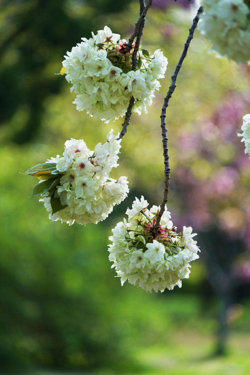 珍贵的重瓣樱花品种御衣黄