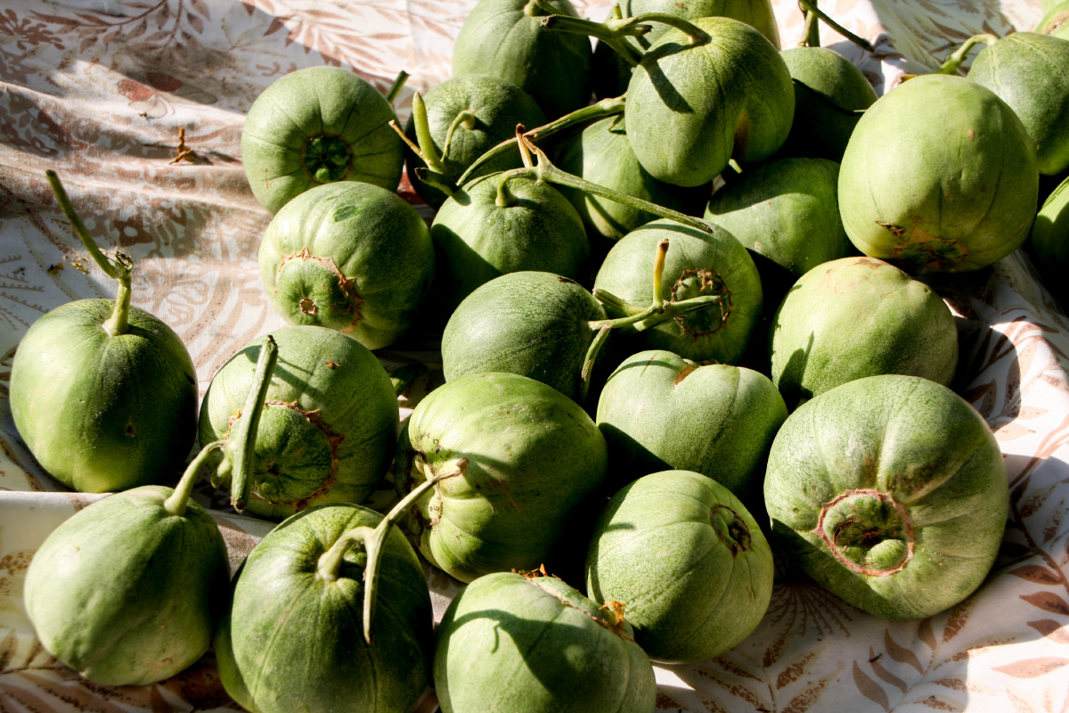 我有一个小毛驴儿