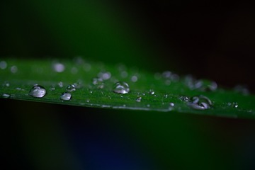 1000733067