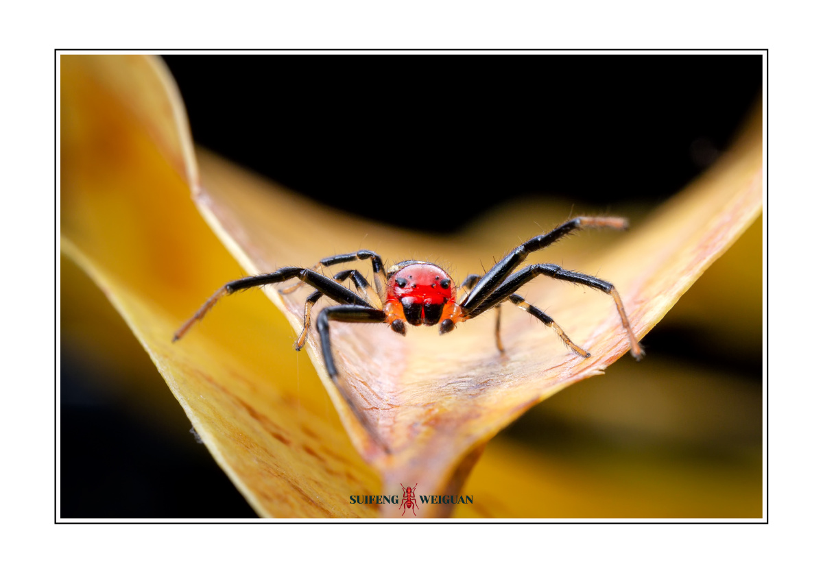 蚁蟹蛛