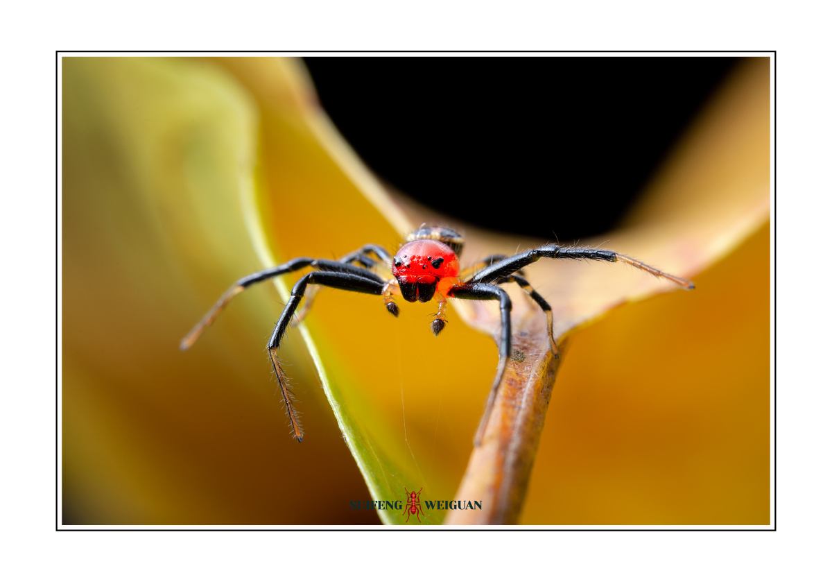 蚁蟹蛛