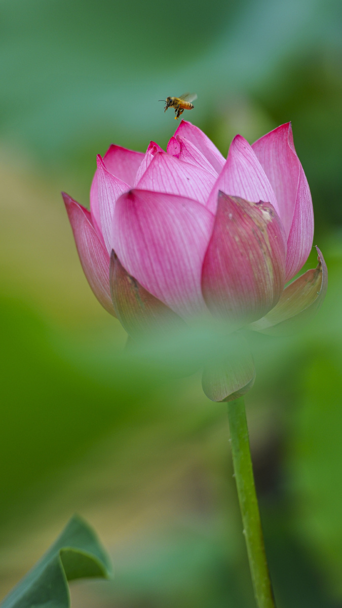 每年入夏以后运河湿地的荷花开始盛开吸引小蜜蜂前来采蜜美不胜收