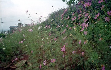 Scan-161013-0010