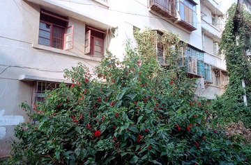 Scan-161013-0044