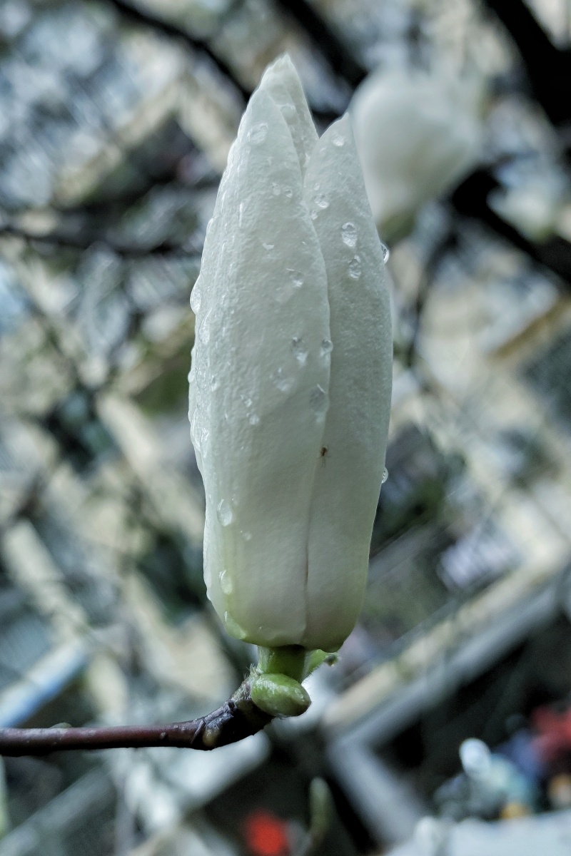 春雨润花细无声