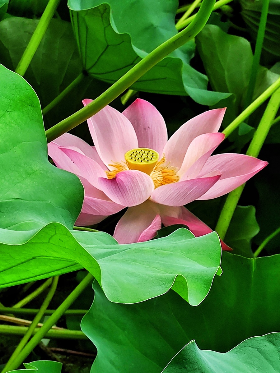 夏日荷塘红花碧莲