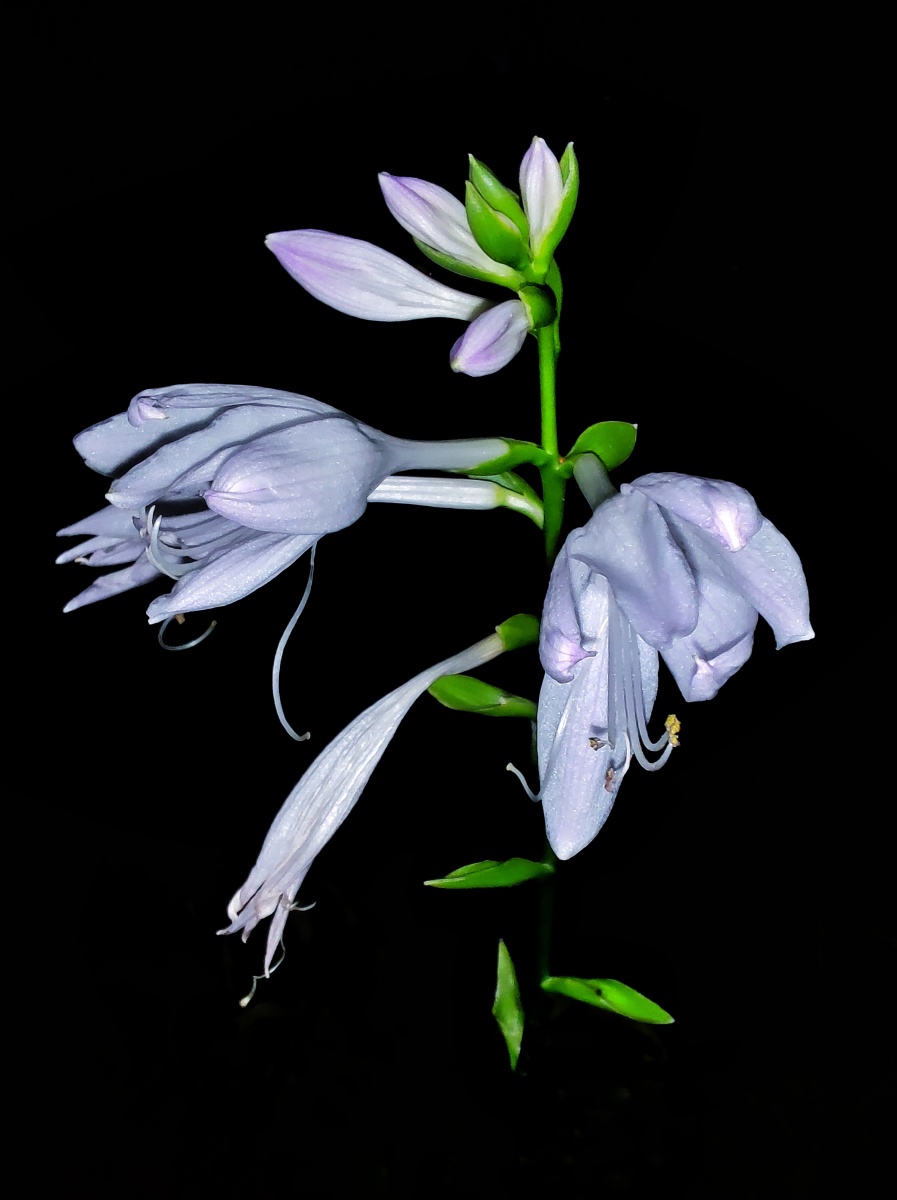 夏夜独秀玉簪花