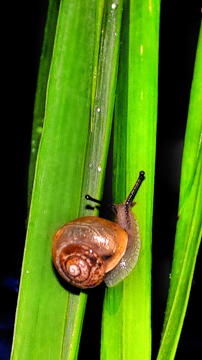 夏夜摄景蜗牛叶游狗尾巴草