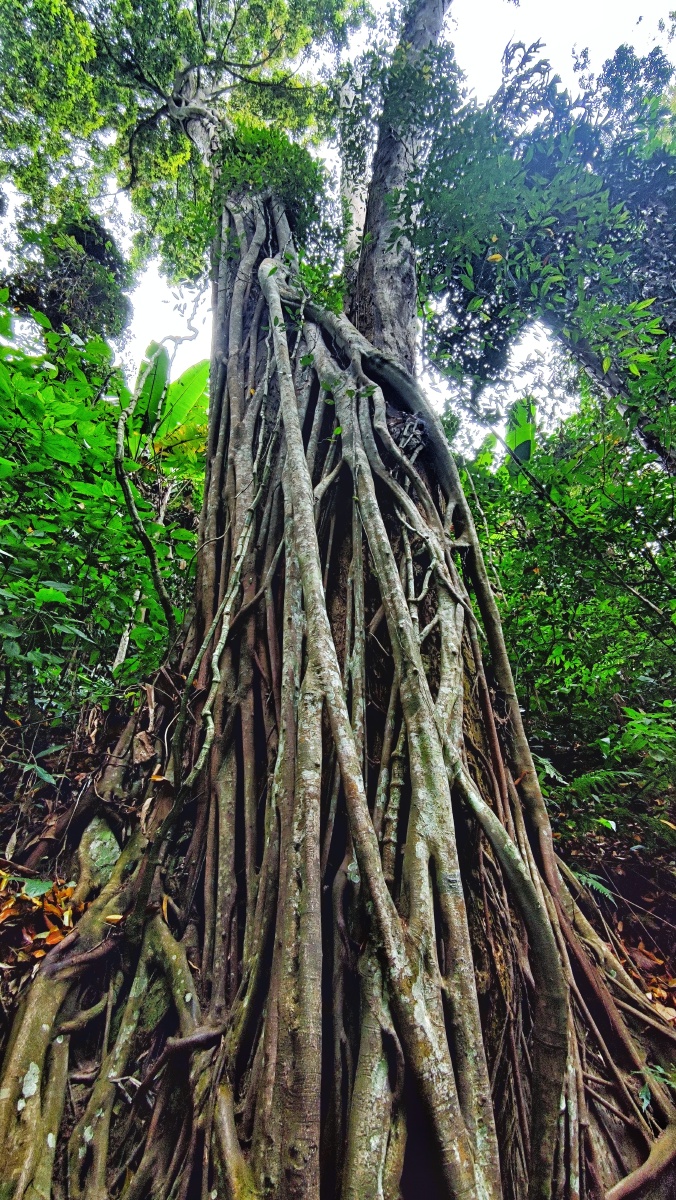 原始森林野象谷