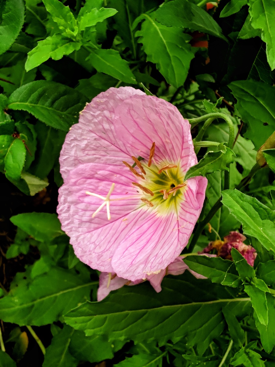 美丽月见七姊妹花