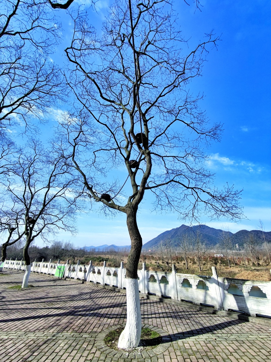 千姿百态冬树景