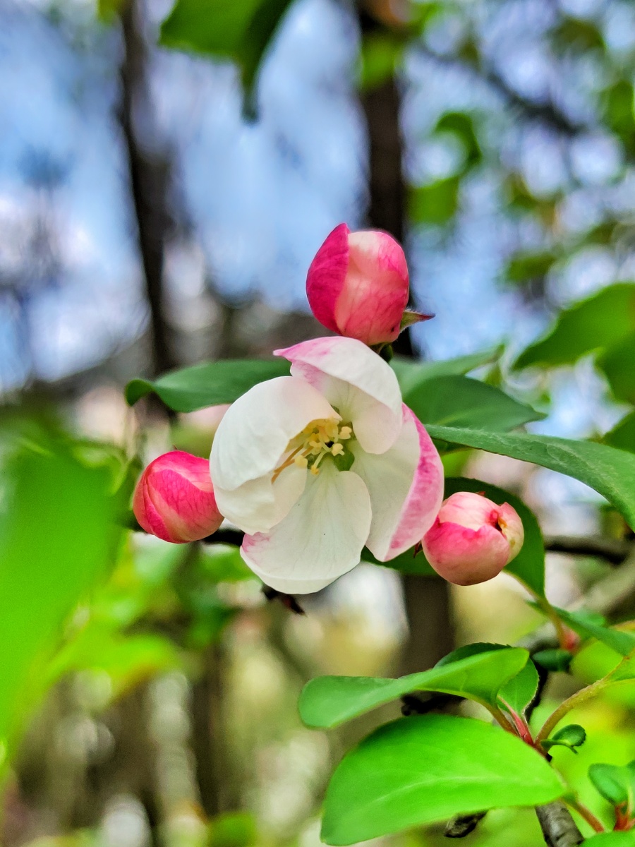 独秀垂丝海棠青雅