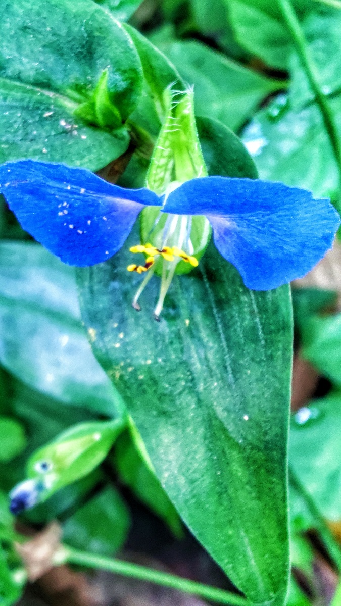 秋花秋草藤蔓绿植