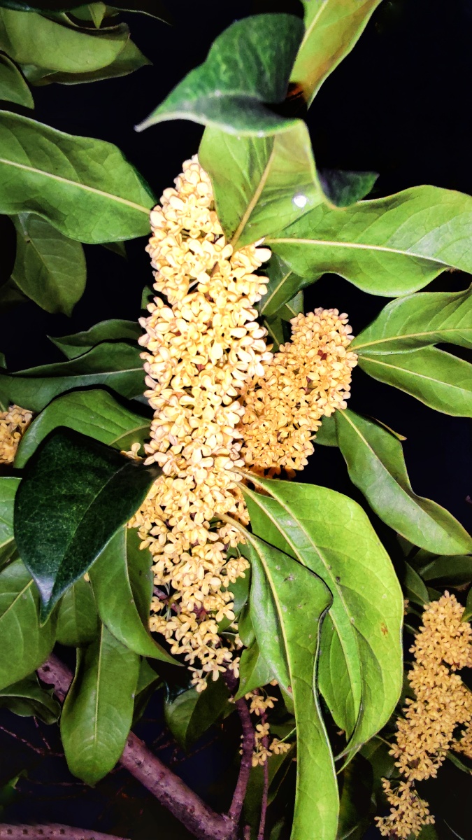 秋夜秋树秋花景