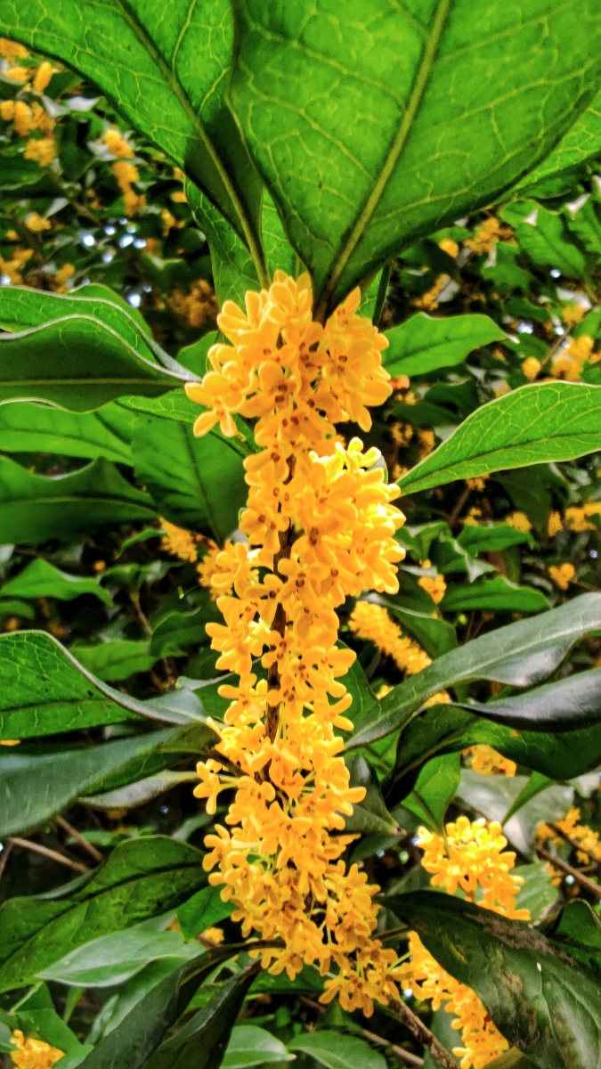 秋夜秋树秋花景