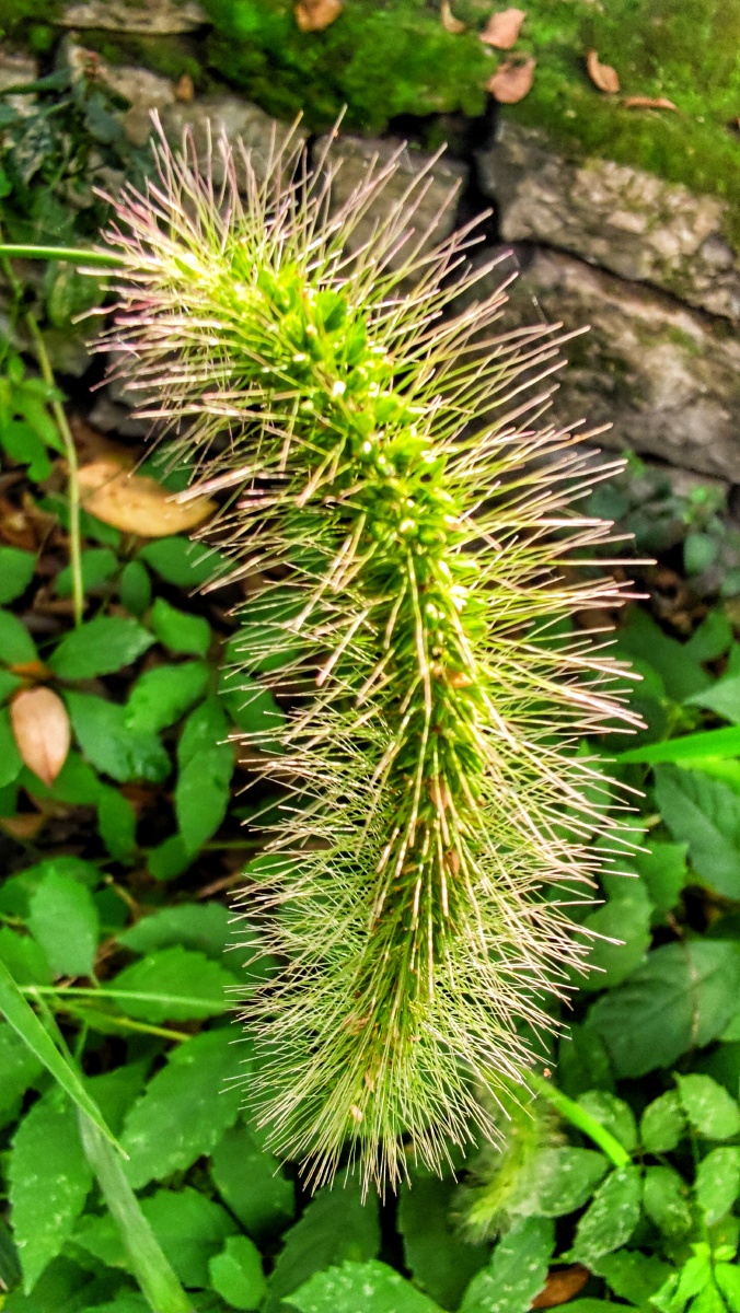 秋花秋草 藤蔓绿植