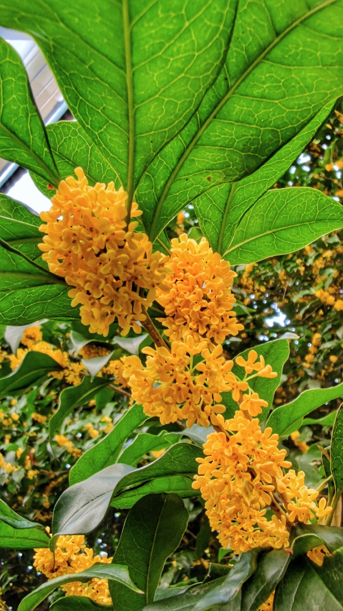 秋夜秋树秋花景