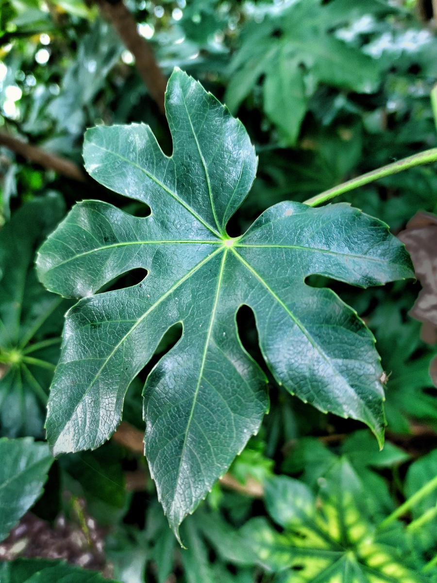 八角金盘葎草叶