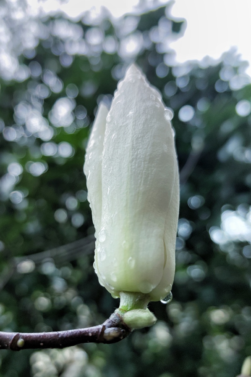 春雨润花细无声