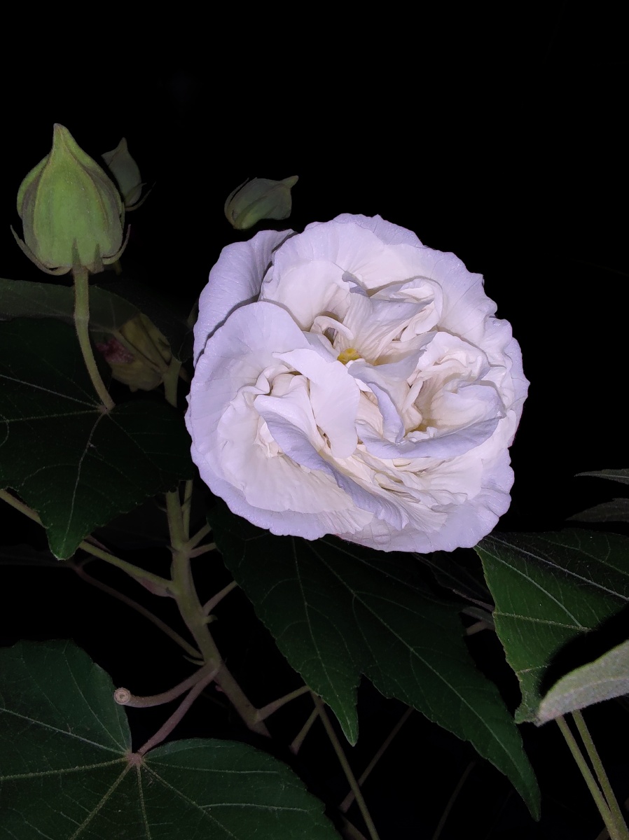 秋花烂漫独秀粉白木芙蓉