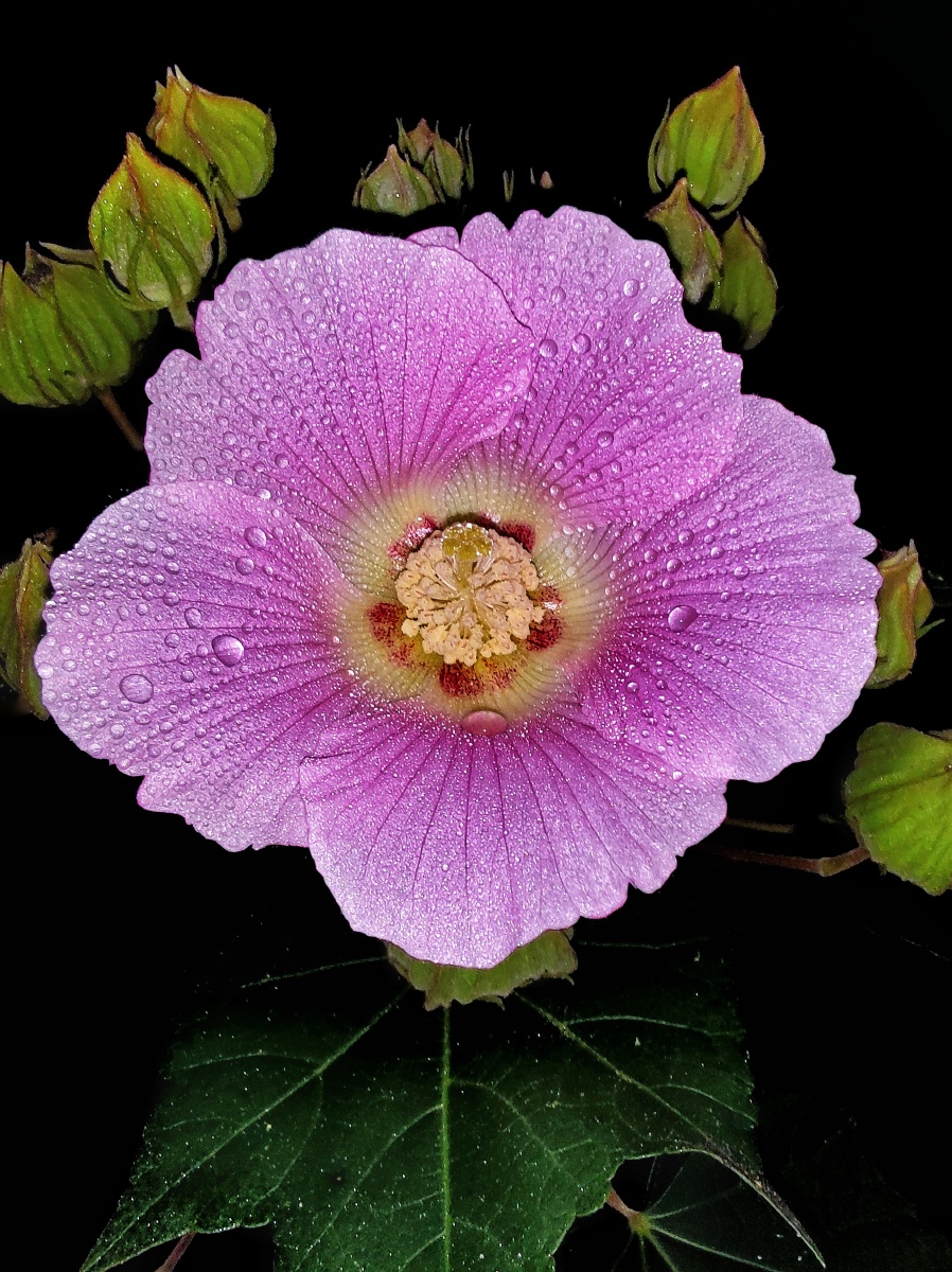 秋花烂漫独秀粉白木芙蓉