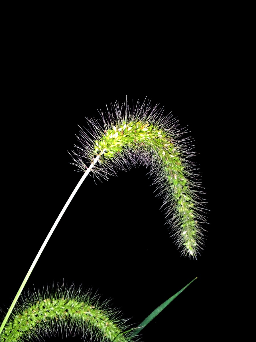 创意绿植狗尾巴草 - 陈泾 - 图虫