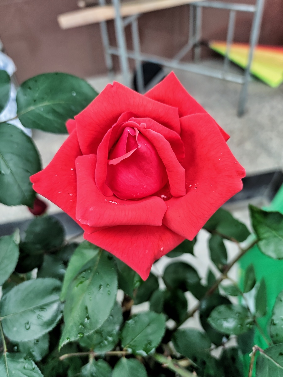 月季枫叶中国红