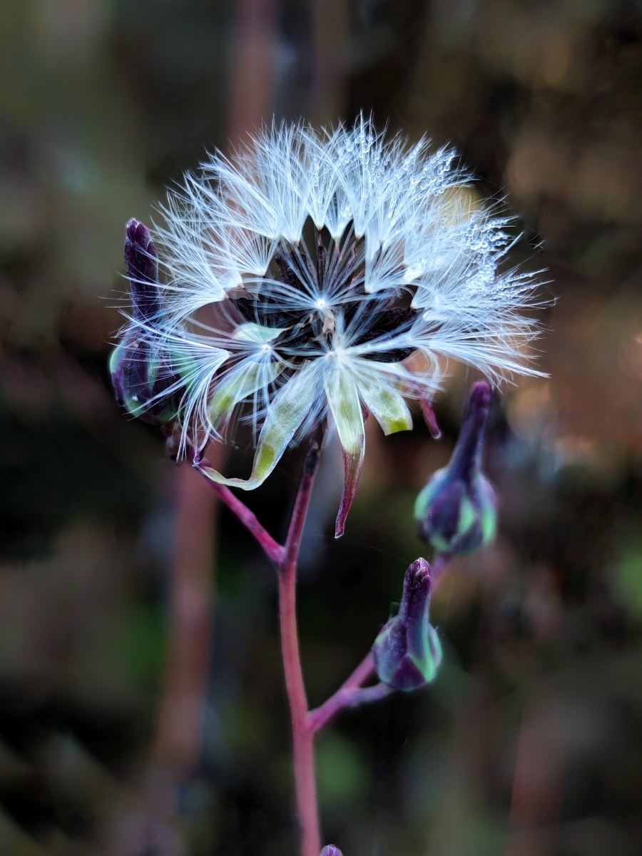 初冬晨拍独秀野花翅果菊
