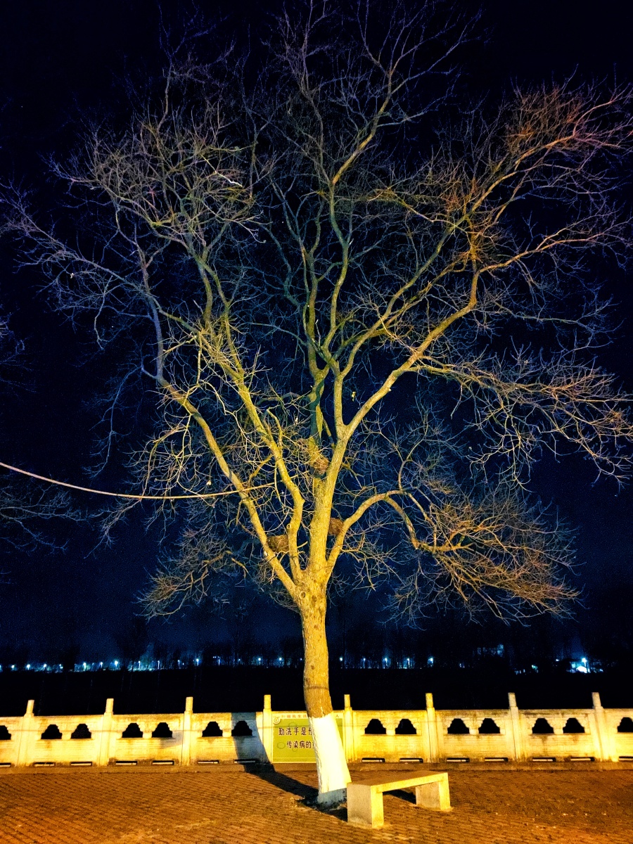 寒冬夜树景