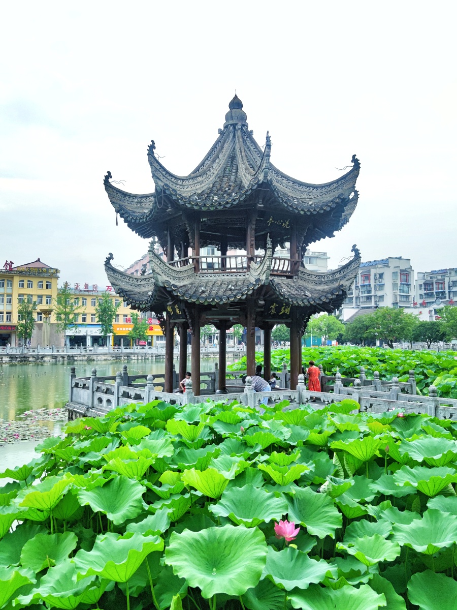 夏日荷塘洗心亭