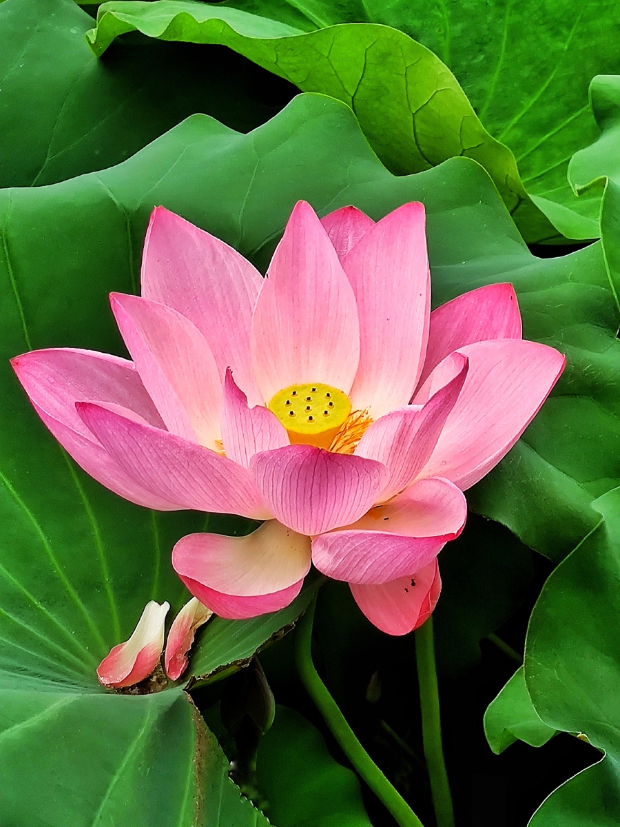 夏日荷塘红花碧莲