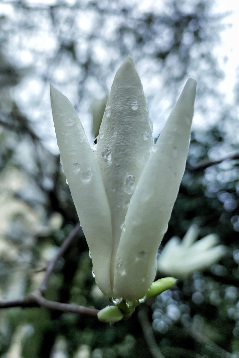 春雨润花细无声