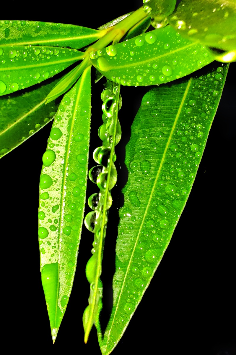 夏草青青露珠晶莹