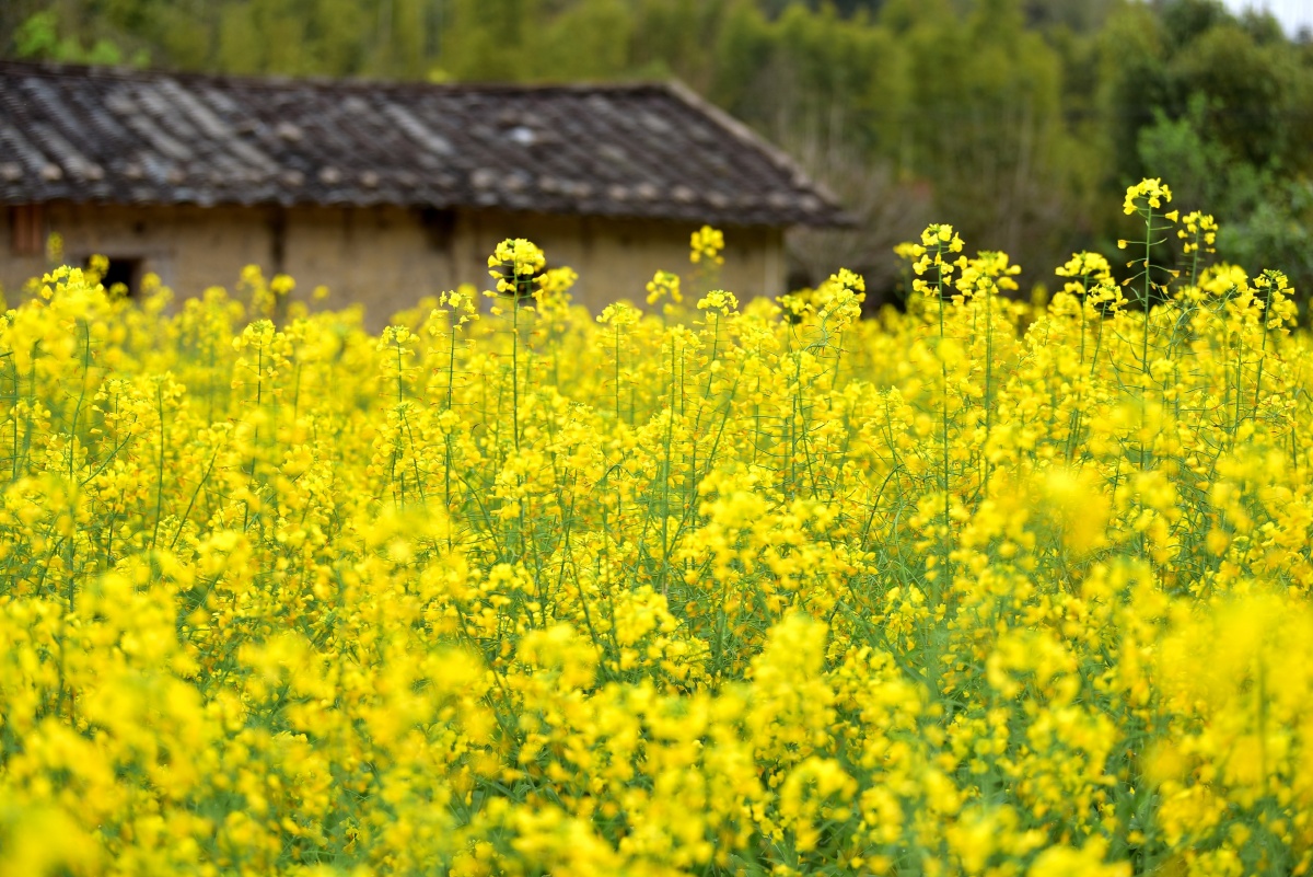 春天田园风景