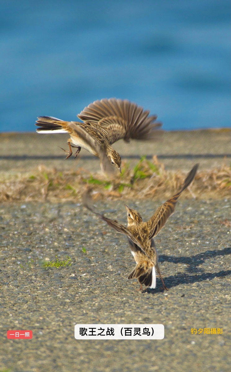 歌王之战百灵鸟