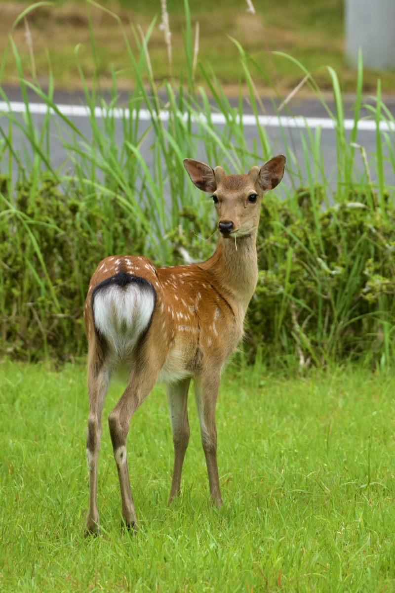 日本海竹野海岸的野生梅花鹿新冠疫情严重打击着日本的观光旅游业温泉