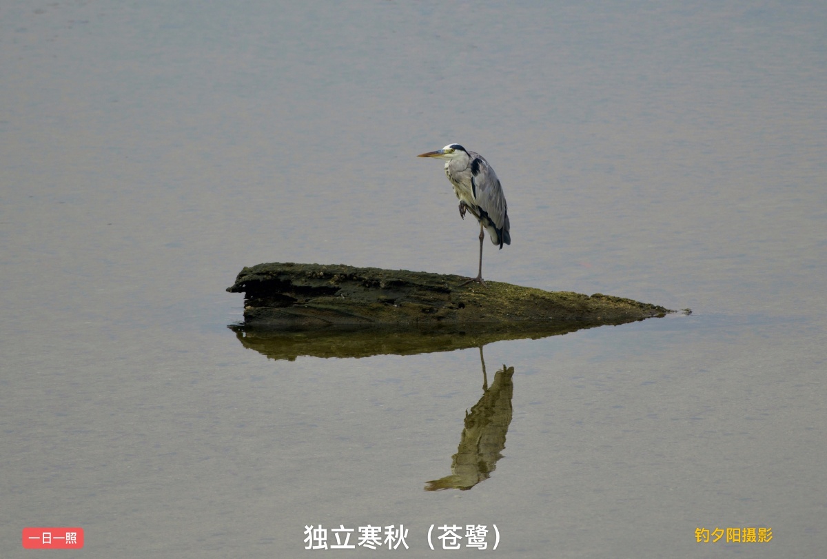 独立寒秋苍鹭