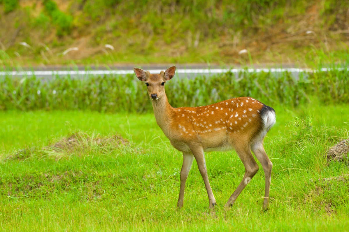 日本海竹野海岸的野生梅花鹿新冠疫情严重打击着日本的观光旅游业温泉