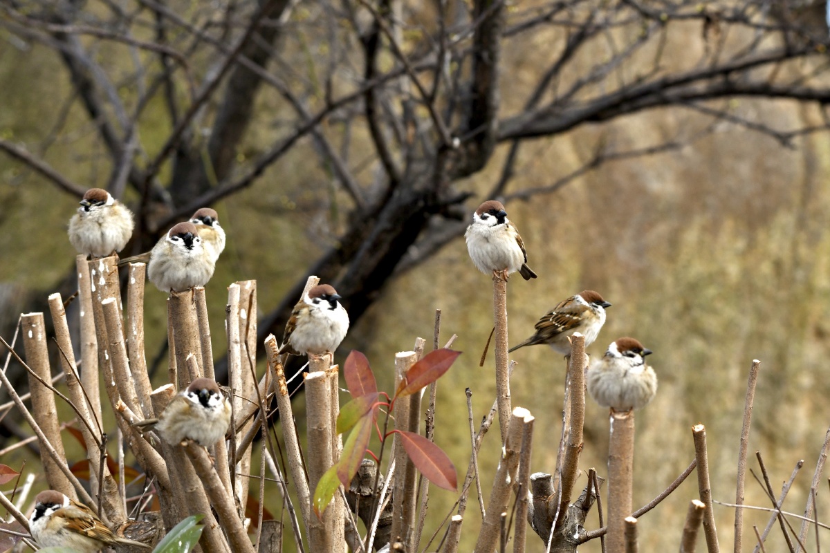 惬意的冬日麻雀