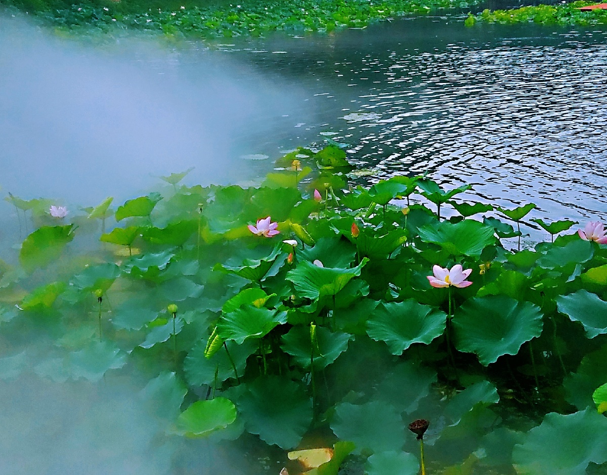 微山湖雾里荷花