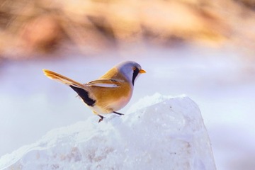 33585