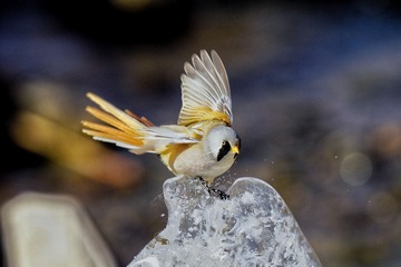 36176