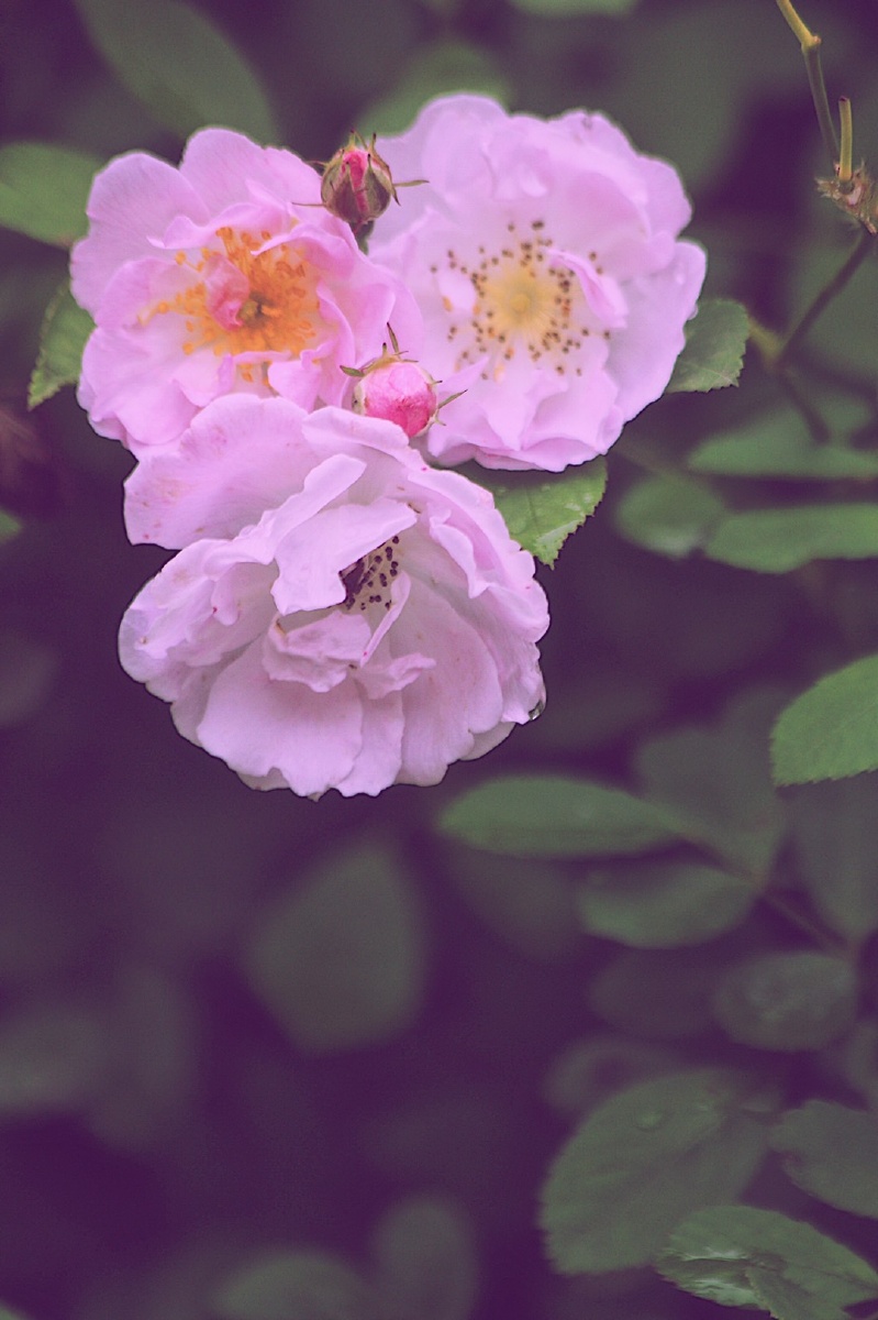 这一组用了一点淡淡的粉紫调蔷薇的花香甜美中带一点冷魅尤其是雨后