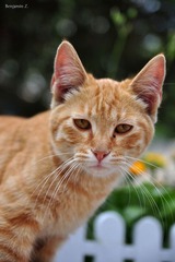 一只小猫